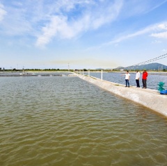 Người nuôi tôm mạnh dạn vỗ bờ xi măng, nâng cấp ao nuôi